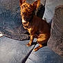 Cosmo is registered to the contest to win money with this photo: dog, small_dog, brown_dog, pet, indoor, couch, furniture, pillows, blue_couch, alert, ears, fur, animal, companion, domestic_animal, cute, sitting, looking, home, warm_light