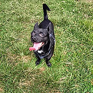 Cosmo joined the competition — help win amazing prizes! dog, black_dog, grass, outdoor, pet, animal, tongue_out, happy, playful, small_dog, canine, nature, summer, daylight, collar, leash, looking_up, excited, greenery, field