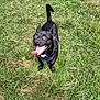 dog, black_dog, grass, outdoor, pet, animal, tongue_out, happy, playful, small_dog, canine, nature, summer, daylight, collar, leash, looking_up, excited, greenery, field