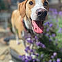 Aubury Strawberry joined the competition — help win amazing prizes! dog, tongue, happy, close_up, outdoor, flower, purple_flower, pet, animal, blurred_background, nature, canine, collar, garden, sunlight, smiling, muzzle, ears, nose, joyful