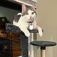 Chunk joined the competition — help win amazing prizes! cat, indoor, window, night, cat_tree, collar, tag, feline, pet, white, gray, curious, looking, resting, platform, fur, whiskers, ears, reflection, home