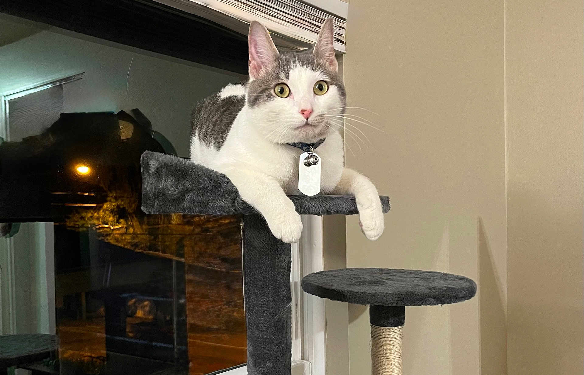 Chunk joined the competition — help win amazing prizes! cat, indoor, window, night, cat_tree, collar, tag, feline, pet, white, gray, curious, looking, resting, platform, fur, whiskers, ears, reflection, home
