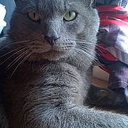 Bob participe au concours pour gagner de l'argent avec cette photo :