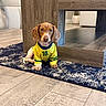 animal, attentive, brown_and_white, cozy, cute, dachshund, dog, domestic, flooring, furniture, indoor, living_room, pet, puppy, rug, sitting, small_dog, sportswear, wooden_table, yellow_jersey