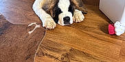 Moonshine joined the competition — help win amazing prizes! puppy, dog, saint_bernard, sleeping, floor, wooden_floor, indoor, toy, bowl, red_bowl, blue_bowl, carpet, brown_carpet, pet, cute, animal, resting, fur, household, cozy
