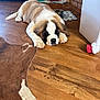 puppy, dog, saint_bernard, sleeping, floor, wooden_floor, indoor, toy, bowl, red_bowl, blue_bowl, carpet, brown_carpet, pet, cute, animal, resting, fur, household, cozy