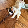 Moonshine joined the competition — help win amazing prizes! puppy, dog, saint_bernard, lying_down, wooden_floor, cowhide_rug, purple_collar, pet, indoor, relaxed, sleeping, fur, paw, adorable, domestic_animal, canine, bowl, pet_accessory, brown, white