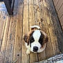 Moonshine is registered to the contest to win money with this photo: puppy, dog, st_bernard, wood_floor, porch, outdoor, pet, young_dog, looking_up, fence, metal_gate, brown_and_white, fluffy, canine, animal, cute, domestic_animal, wooden_planks, young_pet, sitting