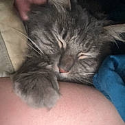 Sassy joined the competition — help win amazing prizes! arm, blanket, cat, close_up, comfort, cozy, eyelids_closed, face, fur, gray_tabby, human, indoor, paw, person, pet, relaxation, resting, skin, sleeping, snuggling