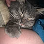 arm, blanket, cat, close_up, comfort, cozy, eyelids_closed, face, fur, gray_tabby, human, indoor, paw, person, pet, relaxation, resting, skin, sleeping, snuggling