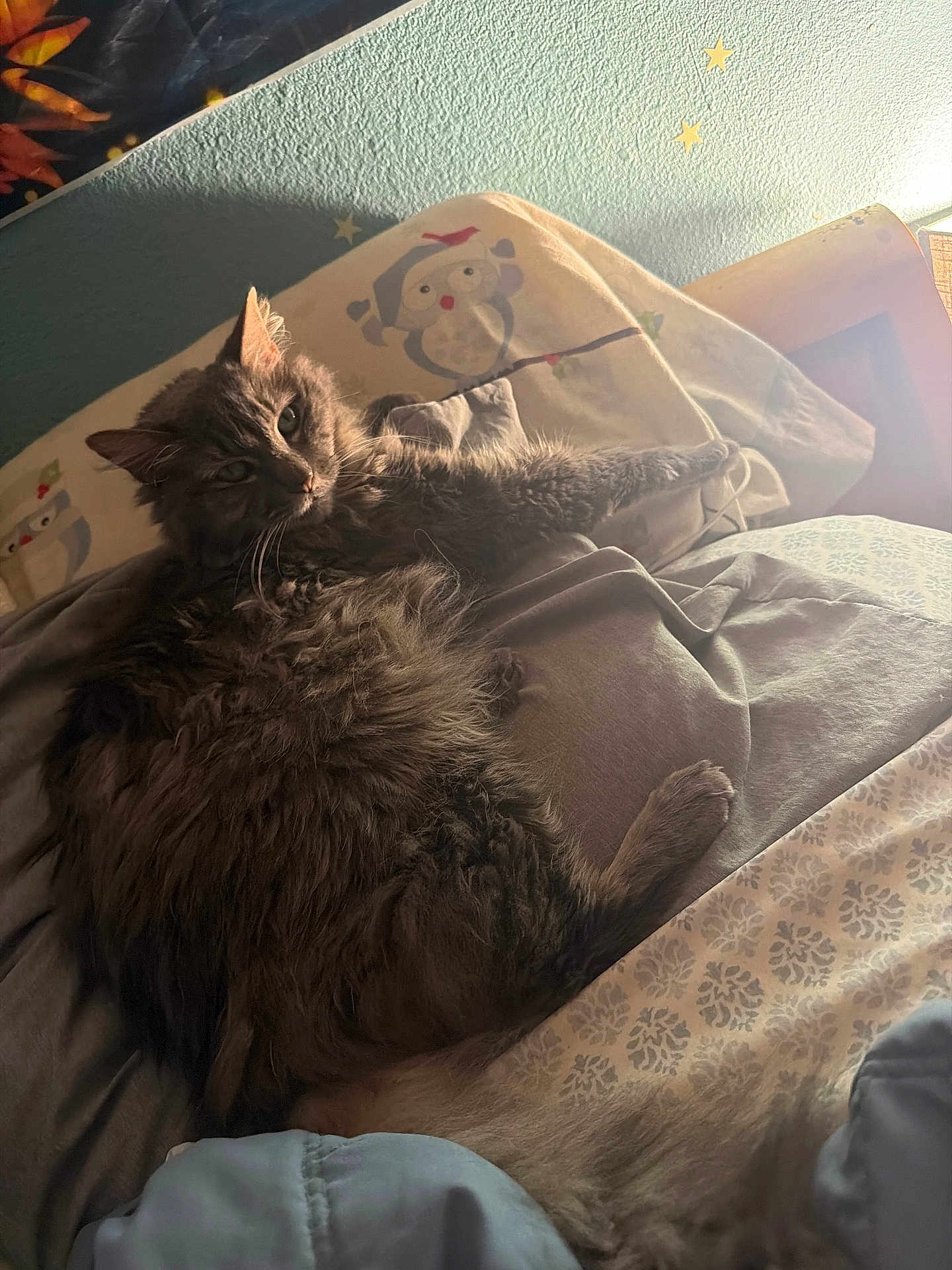 Sassy is registered to the contest to win money with this photo: animal, bed, blanket, cat, cozy, cute, domestic_animal, feline, fluffy, fur, gray, home, indoor, owl_design, pet, pillow, relaxing, resting, soft_light, sunlight