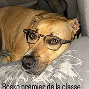 Rosko a rejoint le concours — aidez-le/la à gagner de superbes lots ! dog, glasses, resting, indoor, brown_dog, close_up, pet, canine, face, animal, cozy, couch, pillow, portrait, cute, funny, expression, domestic_animal, relaxed, text_overlay