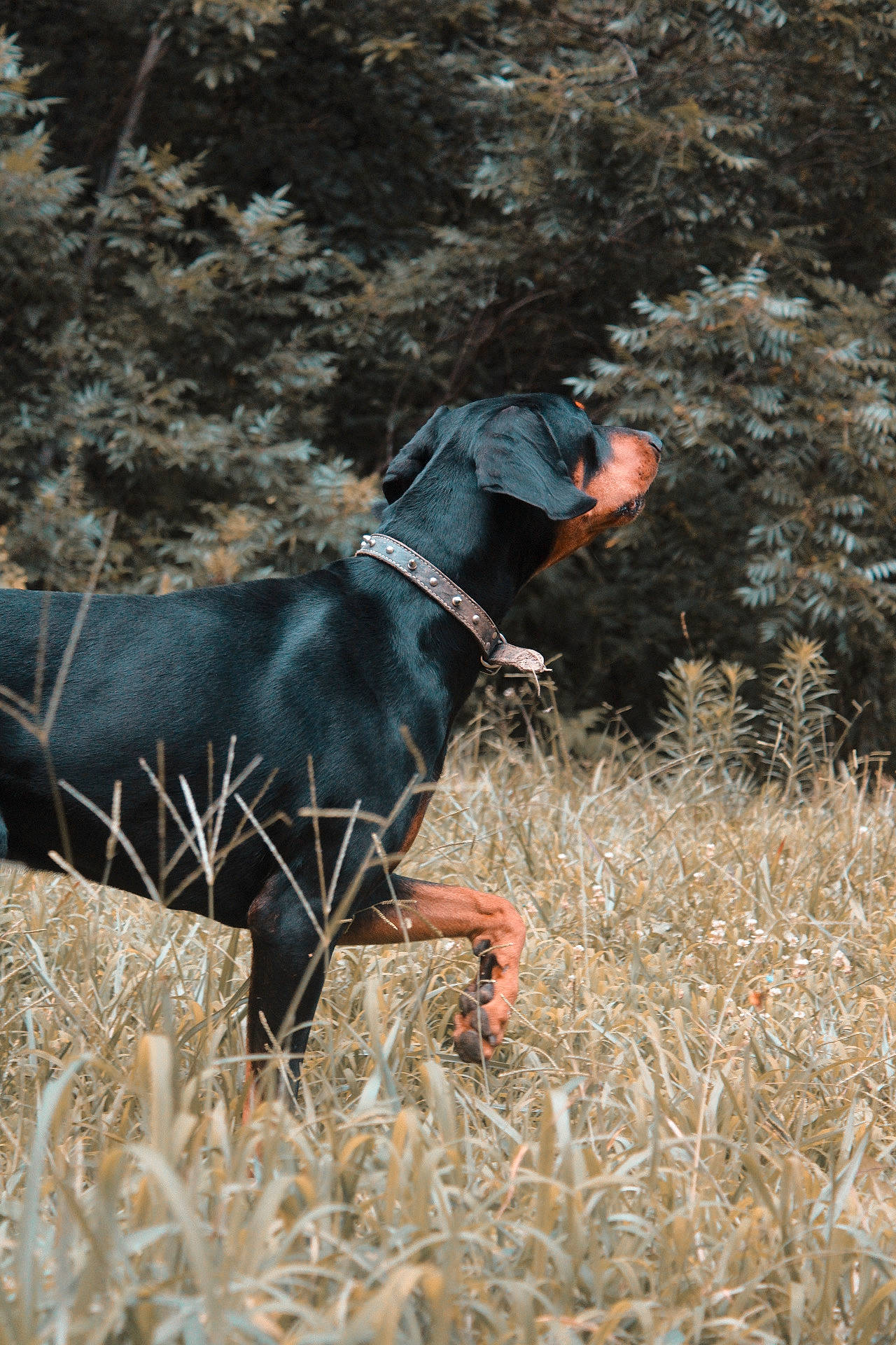 Rome joined the competition — help win amazing prizes! adventure, canidae, carnivore, collar, companion_dog, dog, dog_breed, dog_collar, dog_hiking, grass, grass_family, grassland, leash, people_in_nature, plant, recreation, sporting_group, tail, tree, working_animal