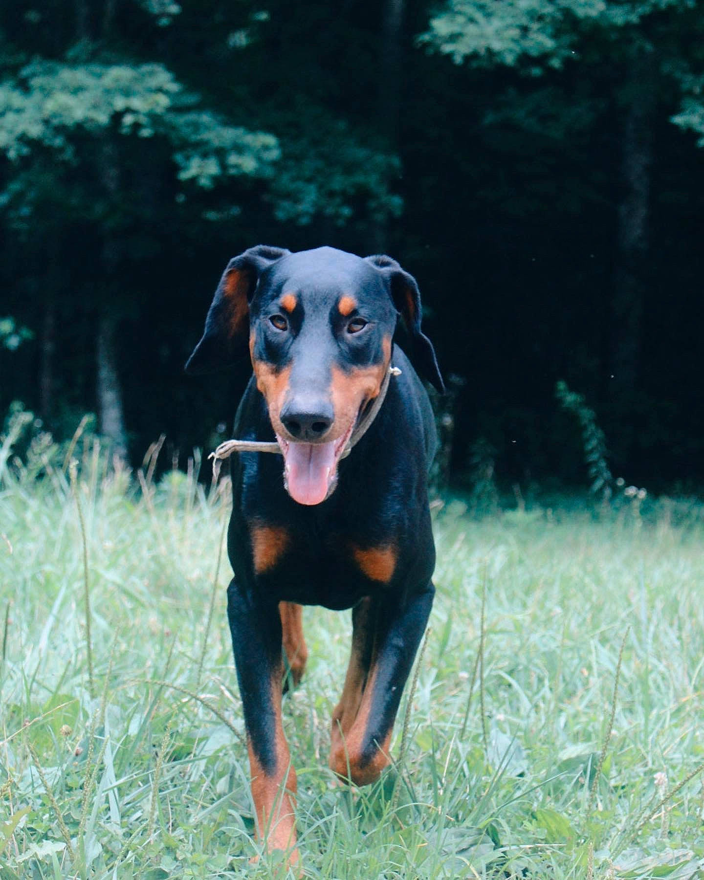 Rome joined the competition — help win amazing prizes! ball, canidae, carnivore, companion_dog, dobermann, dog, dog_breed, fawn, grass, grassland, guard_dog, hound, landscape, pinscher, plant, snout, sporting_group, terrestrial_animal, working_animal, working_dog