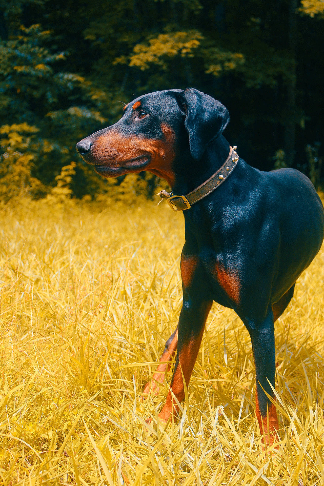 Rome is registered to the contest to win money with this photo: canidae, carnivore, collar, companion_dog, dobermann, dog, dog_breed, dog_collar, dog_supply, electric_blue, fawn, grass, hound, liver, pet_supply, plant, prairie, sporting_group, terrestrial_animal, working_animal