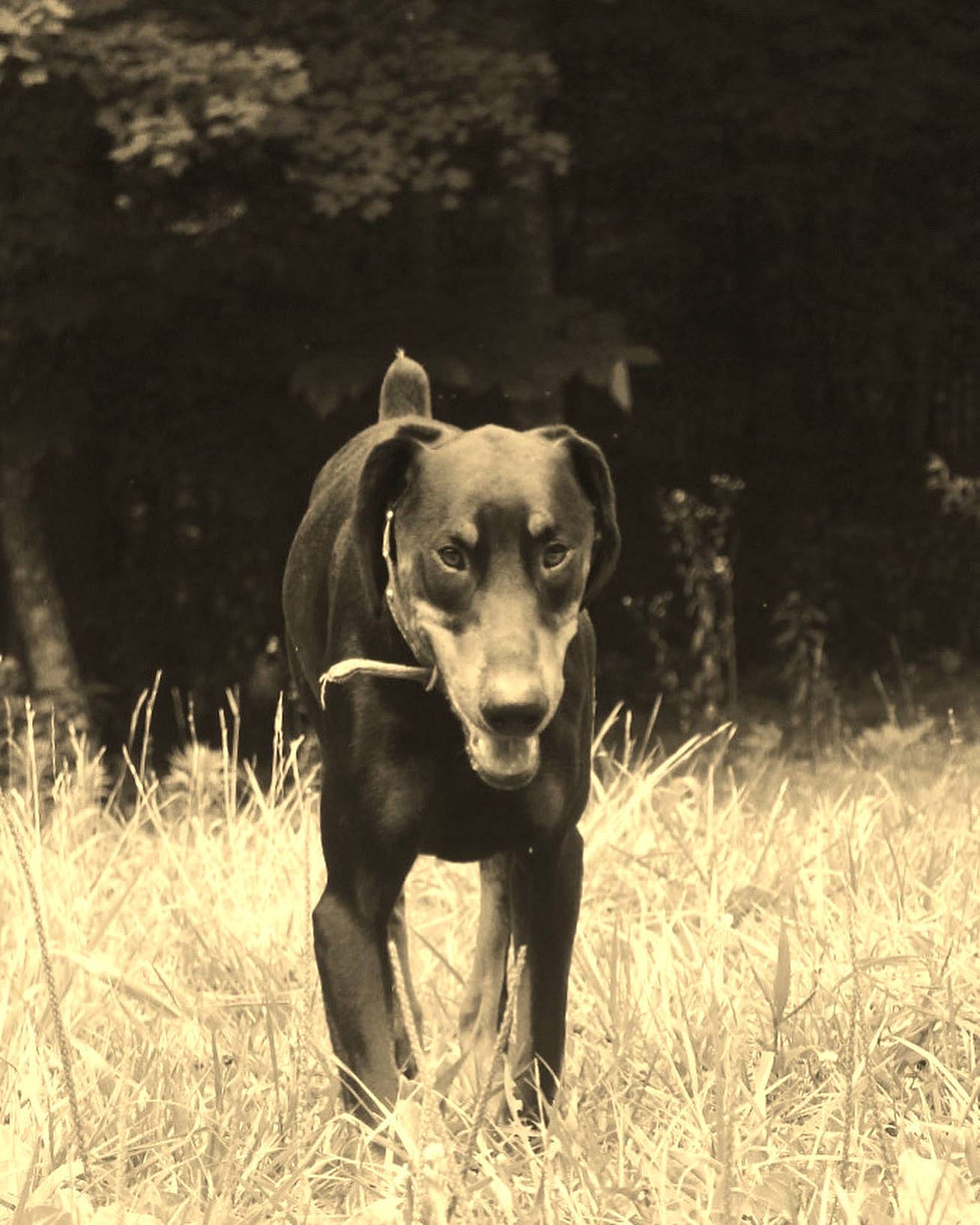 Rome joined the competition — help win amazing prizes! carnivore, companion_dog, dog, dog_breed, fawn, field, grass, grassland, guard_dog, landscape, monochrome_photography, plant, prairie, snout, soil, sporting_group, terrestrial_animal, tree, wildlife, working_animal