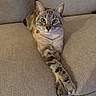 cat, feline, blue_eyes, couch, furniture, indoor, pet, animal, relaxed, crossed_paws, beige, tabby, domestic_cat, whiskers, ears, fur, cute, looking_at_camera, sitting, home