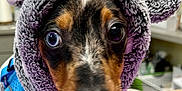 Roscoe joined the competition — help win amazing prizes! dog, puppy, costume, hood, ears, blue_harness, purple_blanket, indoor, curious, closeup, pet, animal, furry, cute, small, brown, black, white, face, portrait