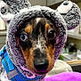 dog, puppy, costume, hood, ears, blue_harness, purple_blanket, indoor, curious, closeup, pet, animal, furry, cute, small, brown, black, white, face, portrait