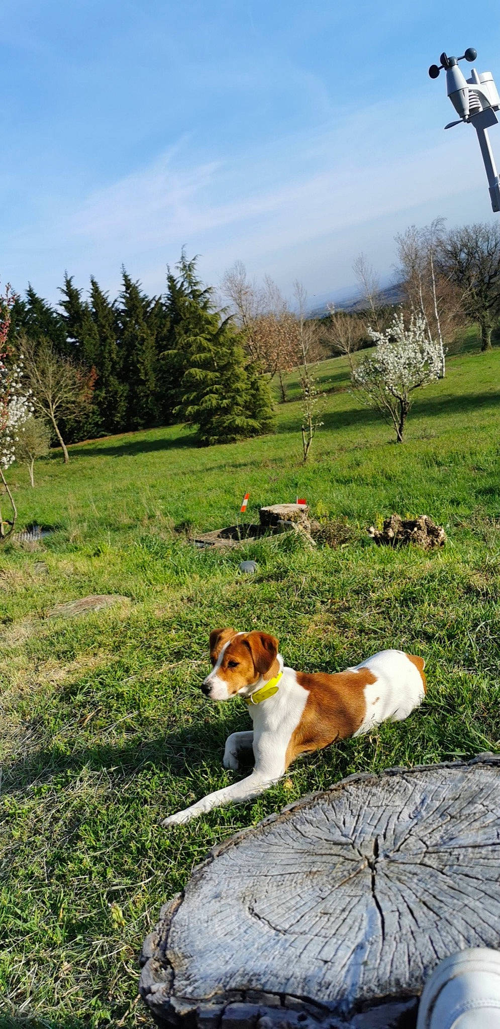 Mia participe au concours pour gagner de l'argent avec cette photo : carnivore, cloud, collar, companion_dog, dog, dog_breed, fawn, garden, grass, grassland, landscape, mammal, meadow, natural_landscape, pasture, plant, prairie, sky, tail, tree