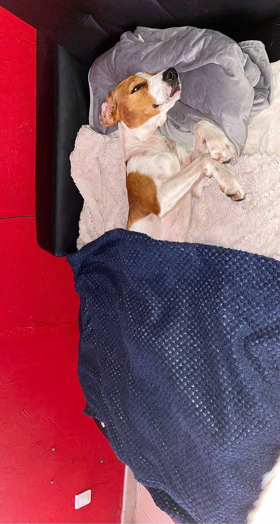 Mia a rejoint le concours — aidez-le/la à gagner de superbes lots ! canidae, carnivore, comfort, companion_dog, dog, dog_breed, dog_supply, electric_blue, fawn, felidae, fur, linens, pattern, paw, snout, sporting_group, stuffed_toy, tail, vertebrate, working_animal