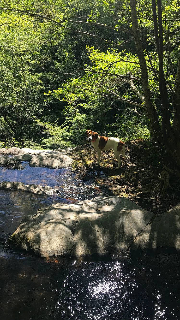 Mia participe au concours pour gagner de l'argent avec cette photo : arroyo, bank, creek, deciduous, fawn, forest, grass, landscape, natural_landscape, plant, riparian_zone, stream, temperate_broadleaf_and_mixed_forest, tints_and_shades, tree, trunk, water, wildlife, wood, woodland