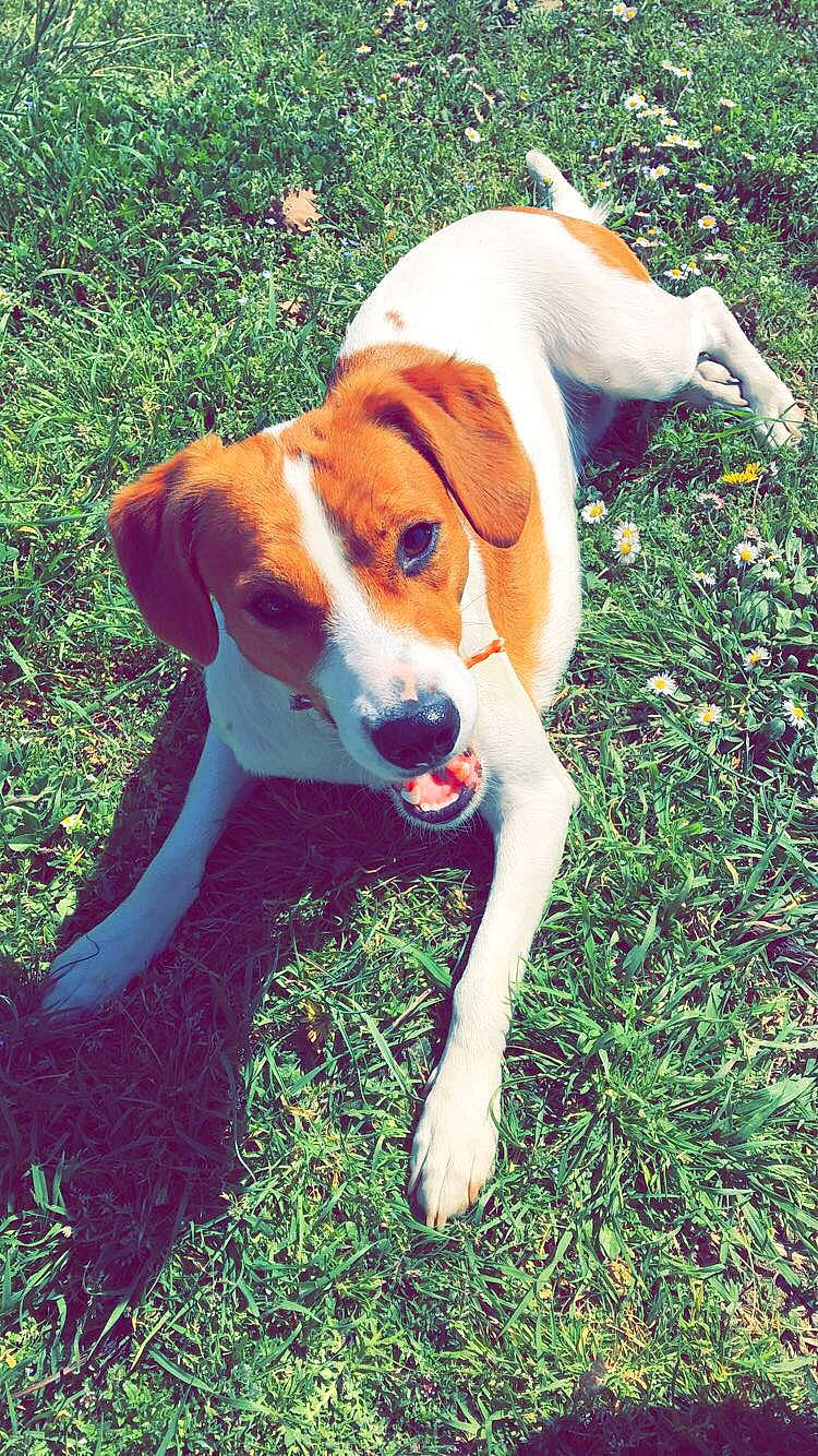 Mia participe au concours pour gagner de l'argent avec cette photo : ball, beagle, beagle_harrier, canidae, carnivore, companion_dog, dog, dog_breed, dog_supply, fawn, grass, hound, plant, puppy, scent_hound, snout, sporting_group, tail, working_animal, working_dog