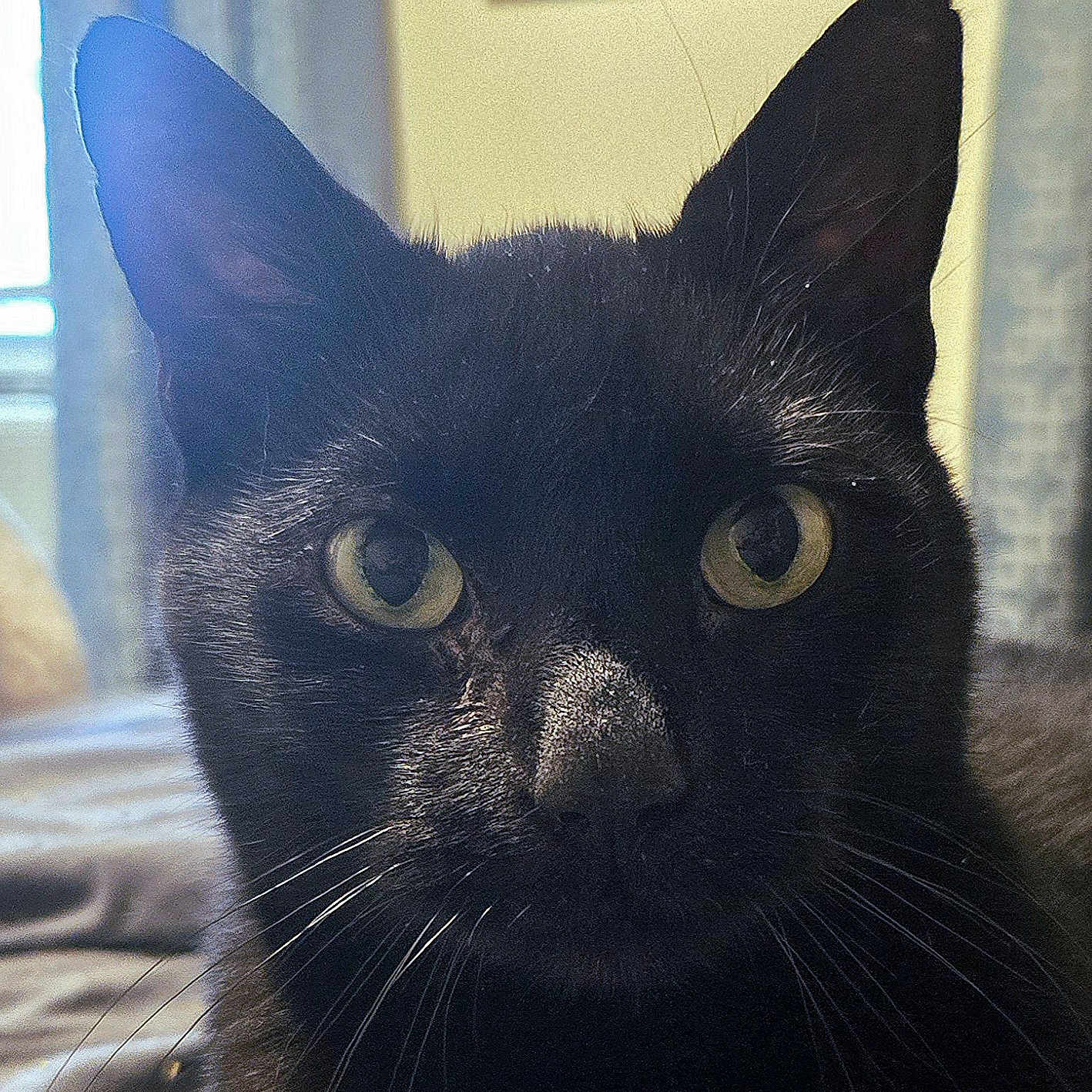 Lester joined the competition — help win amazing prizes! animal, bed, black_cat, cat, close_up, cozy, curtains, domestic_cat, eyes, face, feline, fur, home, indoor, looking_at_camera, pet, portrait, soft_light, whiskers, window_light