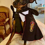 Rocky joined the competition — help win amazing prizes! armchair, black_and_tan, blanket, cape, costume, cute, dog, framed_photos, funny, glasses, gryffindor_crest, harry_potter, indoor, living_room, paws, pet, portrait, sitting, small_dog, tie