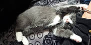 Mylo a rejoint le concours — aidez-le/la à gagner de superbes lots ! cat, cat_like_mammal, domestic_short_haired_cat, fur, kitten, mammal, norwegian_forest_cat, paw, small_to_medium_sized_cats, tail, whiskers