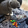 Mylo participe au concours pour gagner de l'argent avec cette photo : cat, cat_like_mammal, play, small_to_medium_sized_cats