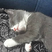 Mylo a rejoint le concours — aidez-le/la à gagner de superbes lots ! aegean_cat, carnivoran, cat, cat_like_mammal, domestic_short_haired_cat, european_shorthair, kitten, small_to_medium_sized_cats, tail, whiskers