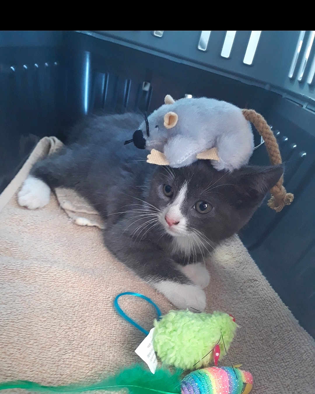Mylo