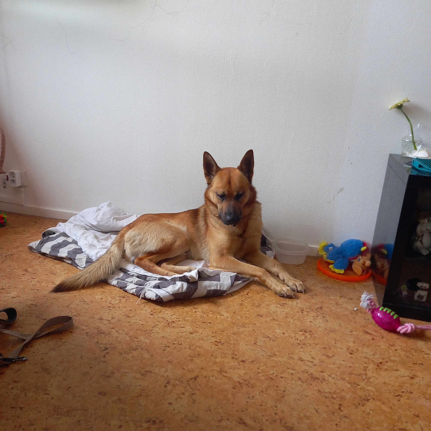 Kaison participe au concours pour gagner de l'argent avec cette photo : blanket, brown_dog, cabinet, calm, cozy, dog, floor, flower, furniture, home, indoor, leash, pet, plastic_bowl, quiet, relaxed, resting, toy, vase, wall