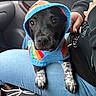 puppy, dog, hoodie, colorful_clothing, black_dog, car_interior, lap, human_hand, jeans, cute, pet, animal, young_dog, close_up, looking_at_camera, sitting, casual, cozy, indoor, companion