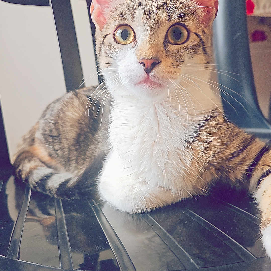 Nala participe au concours pour gagner de l'argent avec cette photo : animal, black_chair, cat, chair, closeup, cute, domestic_cat, ears, eyes, feline, floor, fur, household, indoor, looking, pet, resting, tabby, whiskers, young_cat