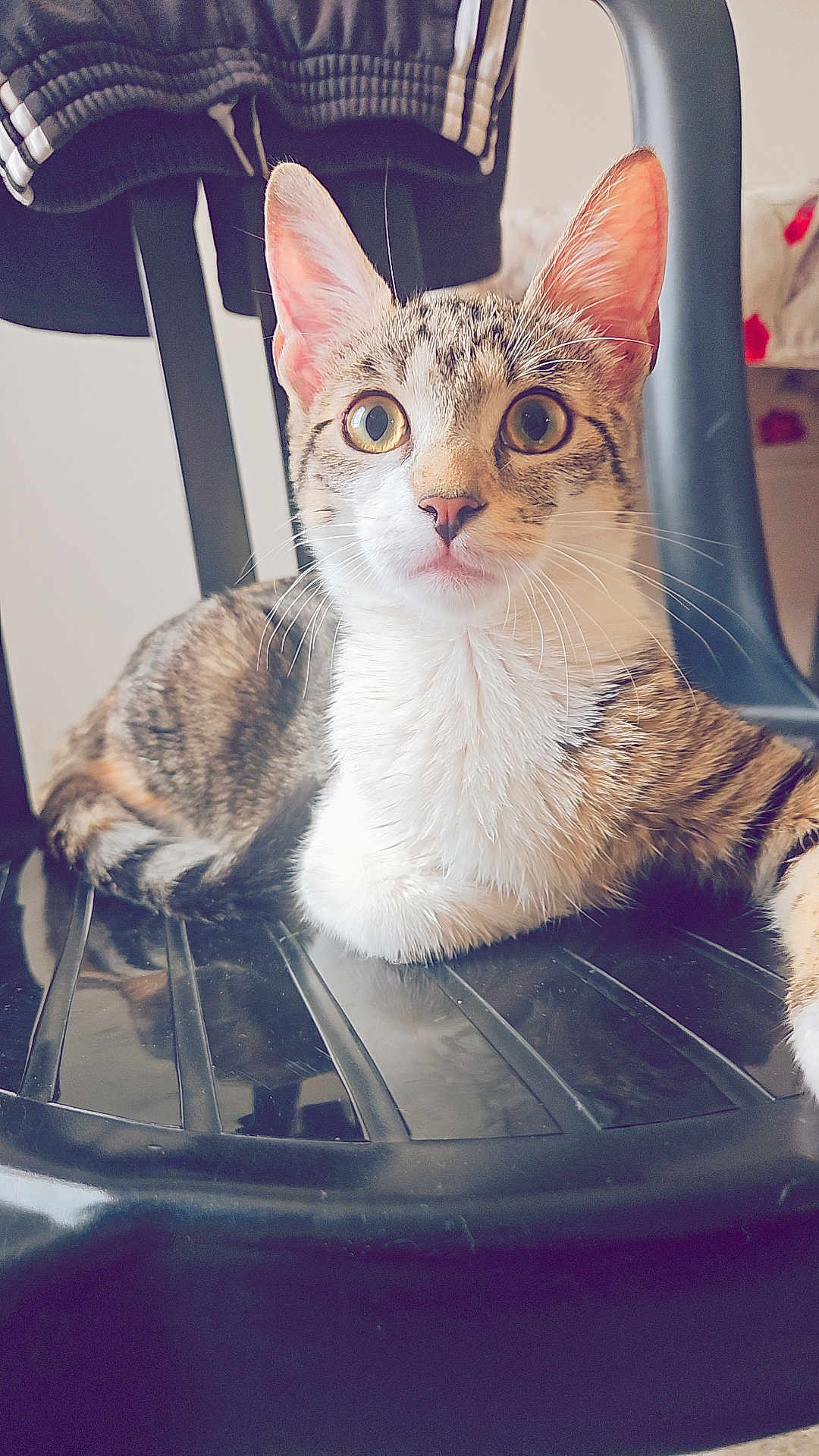 Nala participe au concours pour gagner de l'argent avec cette photo : cat, tabby, animal, pet, indoor, chair, black_chair, fur, whiskers, ears, eyes, closeup, domestic_cat, resting, feline, cute, young_cat, looking, floor, household