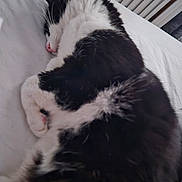 Kitty joined the competition — help win amazing prizes! animal, bed, black_and_white, cat, cozy, curled_up, cute, domestic_cat, feline, fur, indoors, peaceful, pet, pink_nose, quiet, relaxation, resting, sleeping, soft_light, whiskers