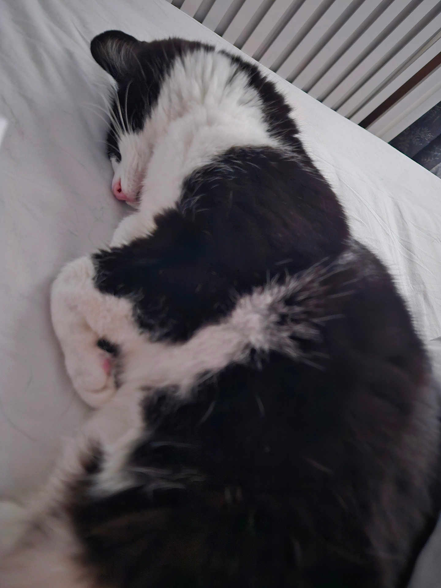 Kitty