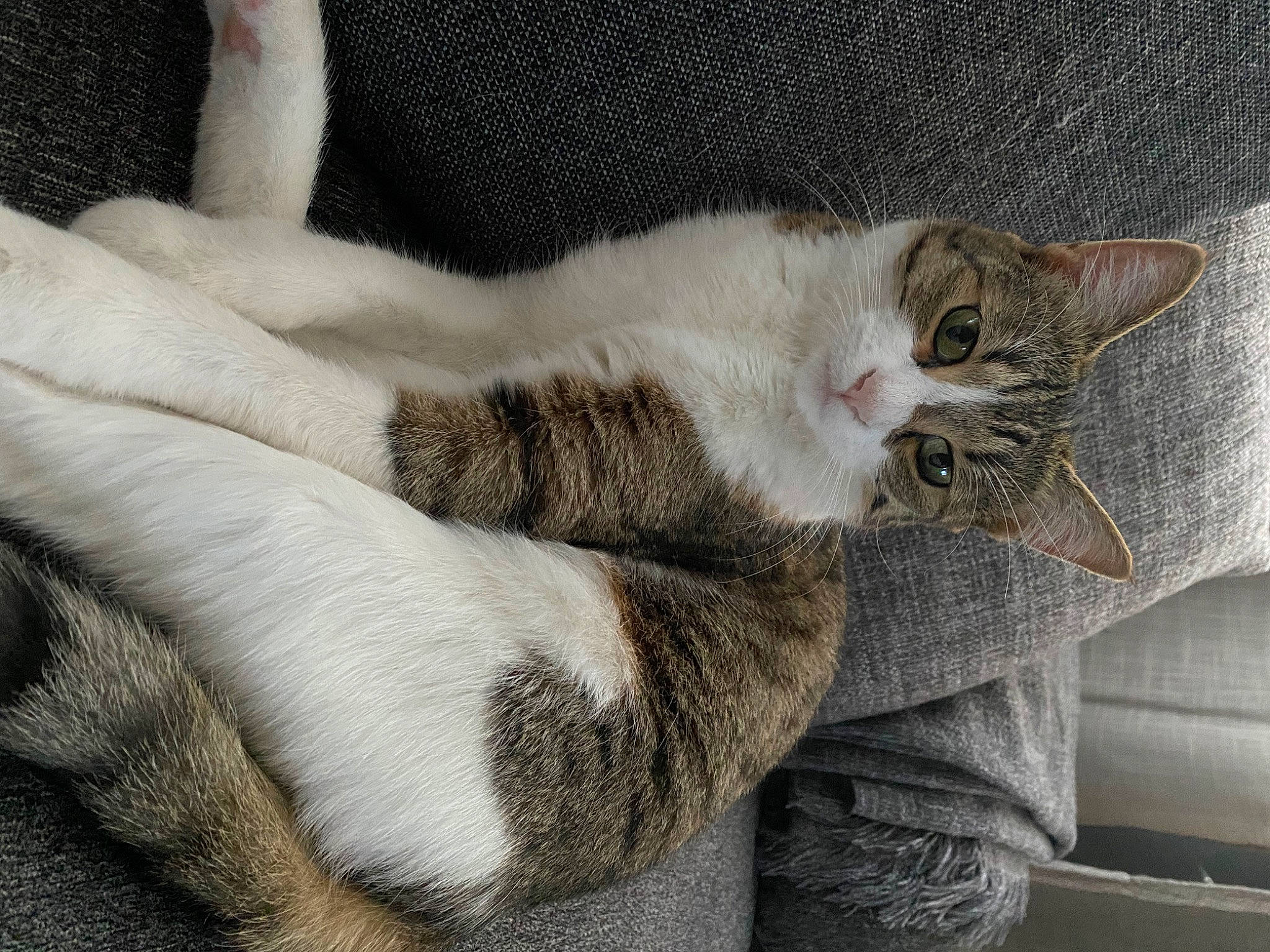 Lilou a rejoint le concours — aidez-le/la à gagner de superbes lots ! carnivore, cat, claw, comfort, domestic_short_haired_cat, fawn, felidae, fur, grey, nap, paw, small_to_medium_sized_cats, snout, tail, whiskers, window