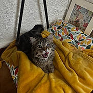 Ace participe au concours pour gagner de l'argent avec cette photo : kitten, cat, tabby, feline, pet, yellow_blanket, blanket, cushion, patterned_cushion, indoor, wall, texture, fur, animal, cute, playful, resting, mouth_open, tongue_out, whiskers