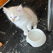 Simba participe au concours pour gagner de l'argent avec cette photo : kitten, cat, blue_eyes, water_bowl, floor, marble_floor, indoor, pet, animal, fluffy, cream_color, small, curious, sitting, domestic_cat, feline, young_animal, whiskers, ears, paw