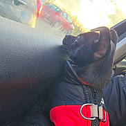 Pouki a rejoint le concours — aidez-le/la à gagner de superbes lots ! black_dog, car_interior, car_window, cozy, dog, fur, harness, looking_out, passenger_seat, portrait, puffer_jacket, puppy, red_jacket, road, small_dog, sunlight, sunset, traffic, travel, window_reflection