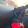 black_dog, car_interior, car_window, cozy, dog, fur, harness, looking_out, passenger_seat, portrait, puffer_jacket, puppy, red_jacket, road, small_dog, sunlight, sunset, traffic, travel, window_reflection