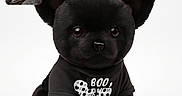 Pouki participe au concours pour gagner de l'argent avec cette photo : adorable, animal, black_dog, blanket, bowtie, clothing, companion, cozy, cute, dog, indoor, pet, portrait, puppy, shirt, sitting, small_dog, studio, text_on_clothing, white_background
