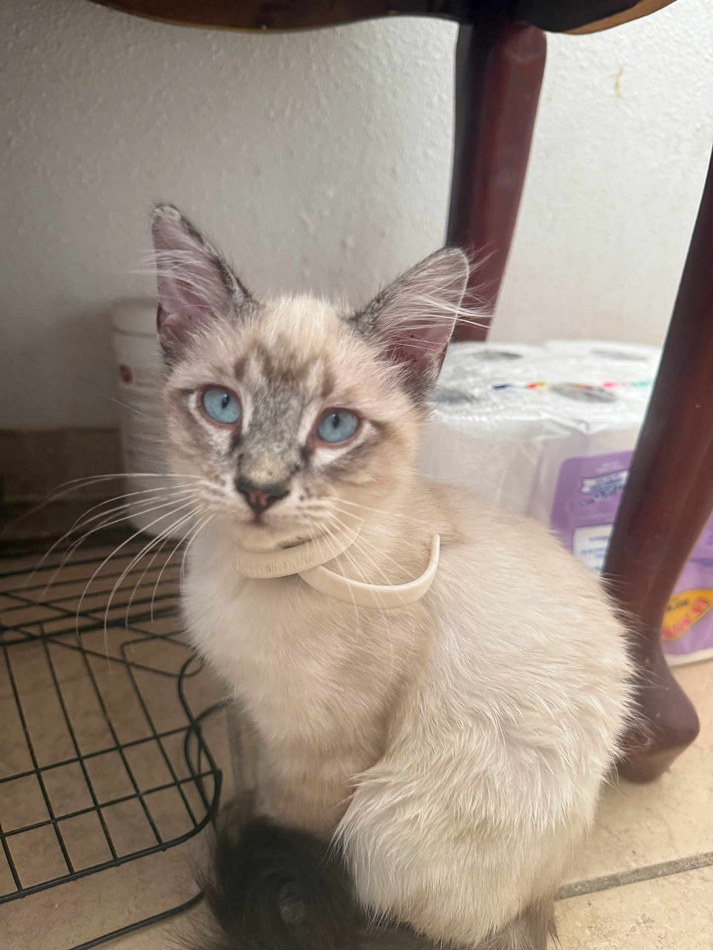 Miklo is registered to the contest to win money with this photo: cat, blue_eyes, collar, fur, whiskers, indoor, table_leg, floor, wire_rack, toilet_paper, pet, animal, sitting, curious, domestic_cat, feline, light_fur, dark_markings, tile_floor, household