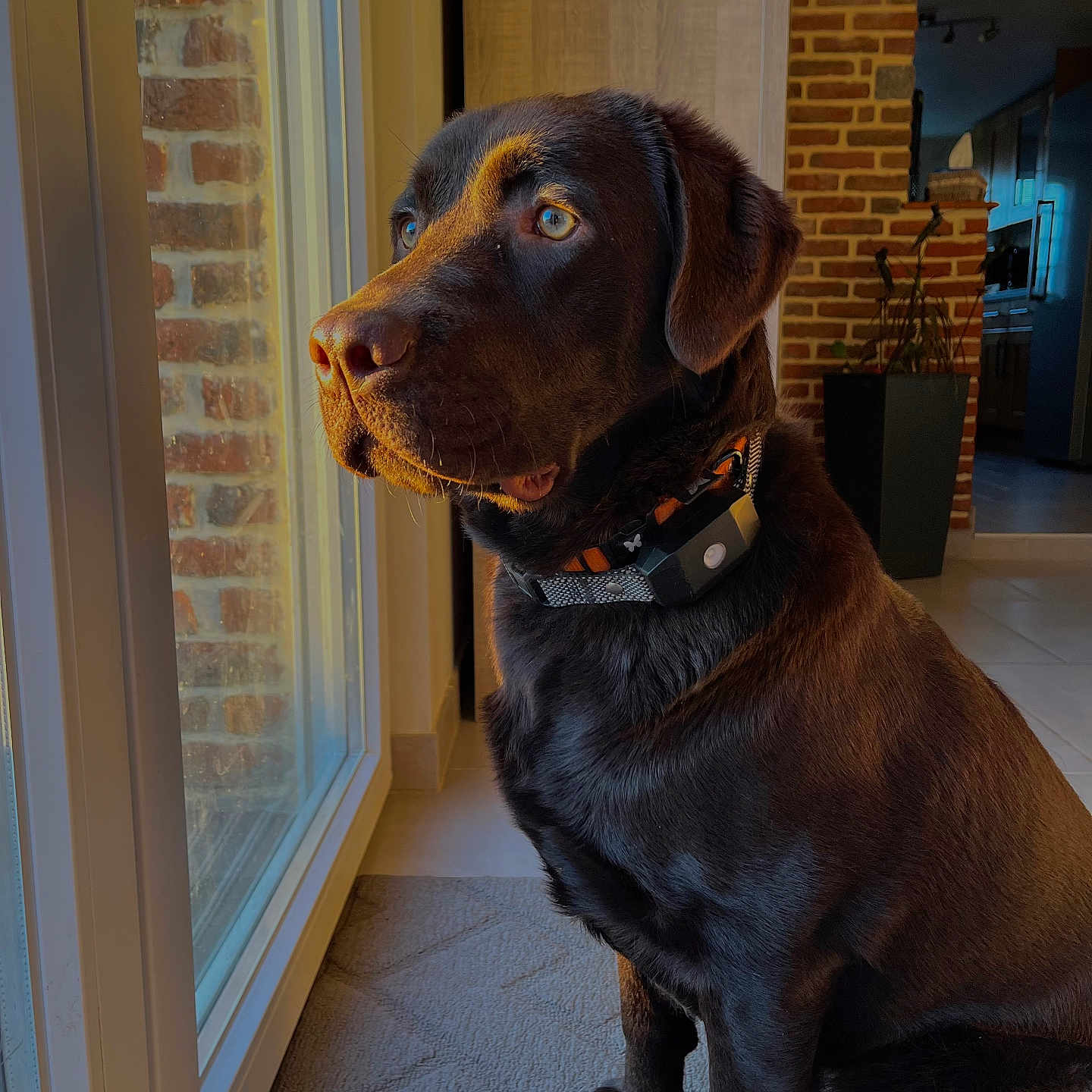 Unter participe au concours pour gagner de l'argent avec cette photo : animal, canine, dog, door, hardwood, hound, labradorretriever, pet, plant, pointer, puppy, wood