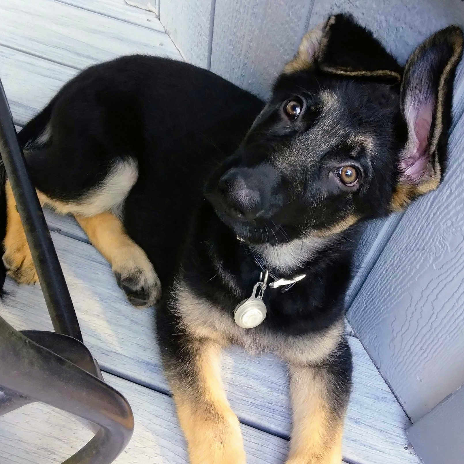 Bodhi Zafa is registered to the contest to win money with this photo: accessories, animal, canine, dog, door, germanshepherd, hound, husky, labradorretriever, leash, pet, policedog, puppy, snout, strap