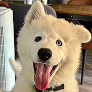 Bulma participe au concours pour gagner de l'argent avec cette photo : dog, puppy, tongue_out, happy, indoor, fur, white, blue_eye, brown_eye, collar, pet, cute, animal, smiling, closeup, face, ears, tongue, house, floor