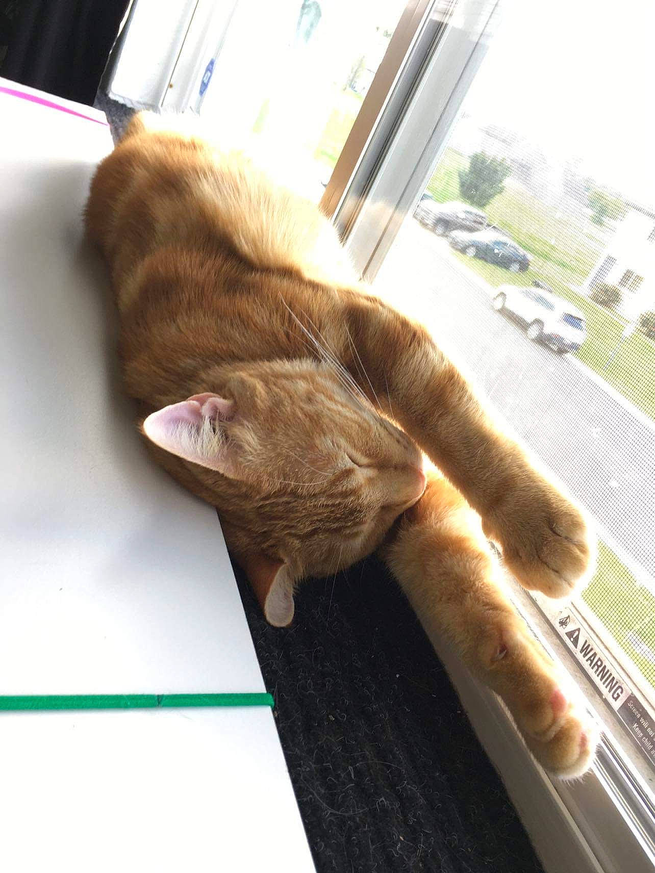 Theodore joined the competition — help win amazing prizes! canidae, car, carnivore, cat, companion_dog, dog_breed, domestic_short_haired_cat, fawn, felidae, flooring, human_leg, liver, plant, small_to_medium_sized_cats, tail, tree, wheel, whiskers, window, wood